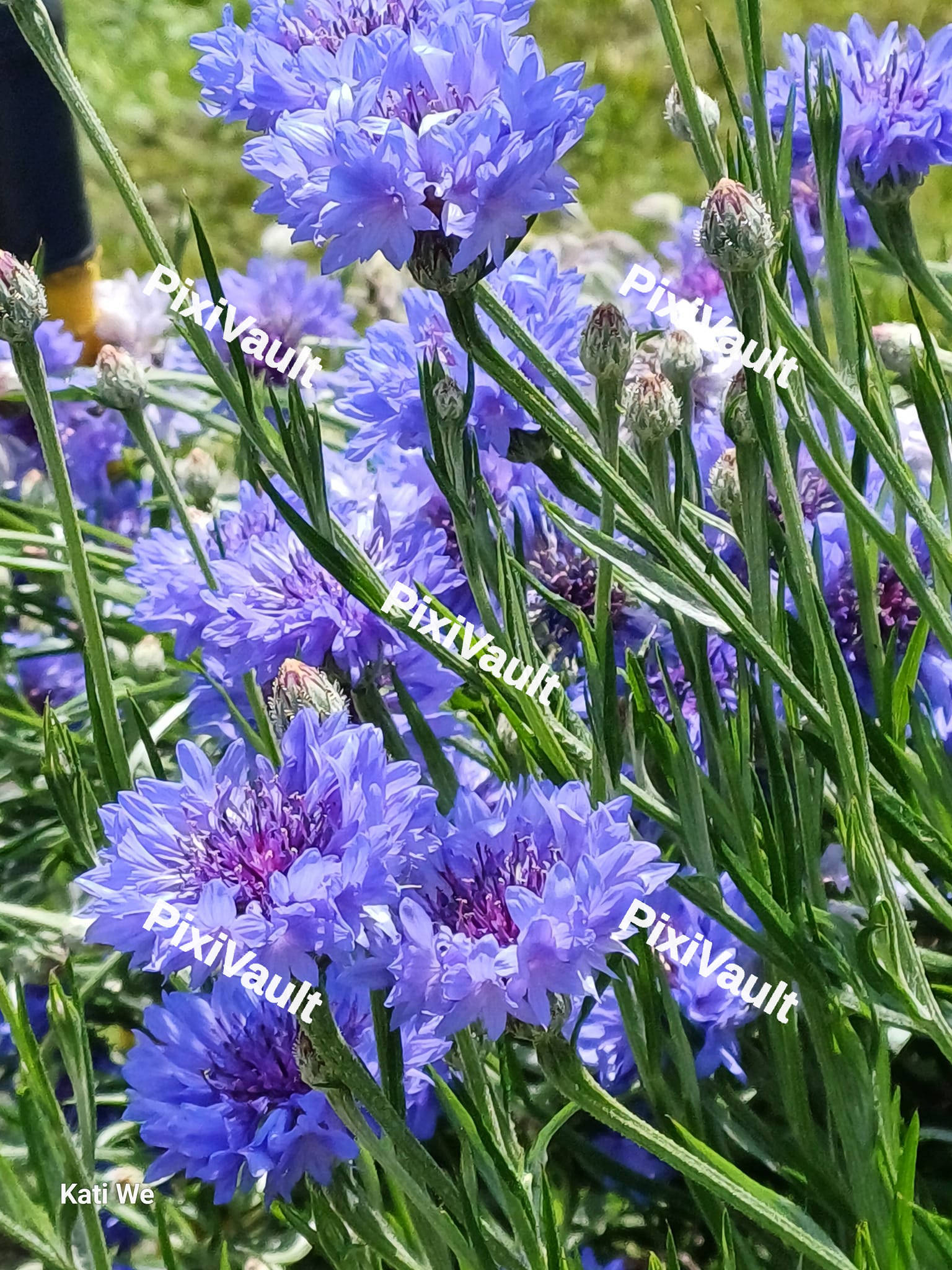 Purple-blue Corn Flowers